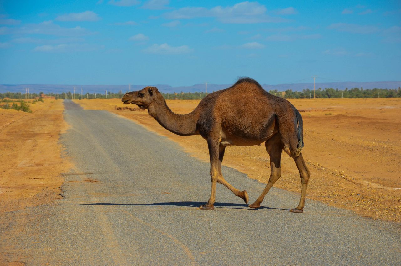 Cruising camel – Жизнь