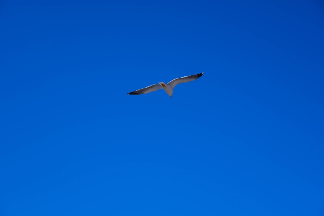 Flying seagull – Жизнь