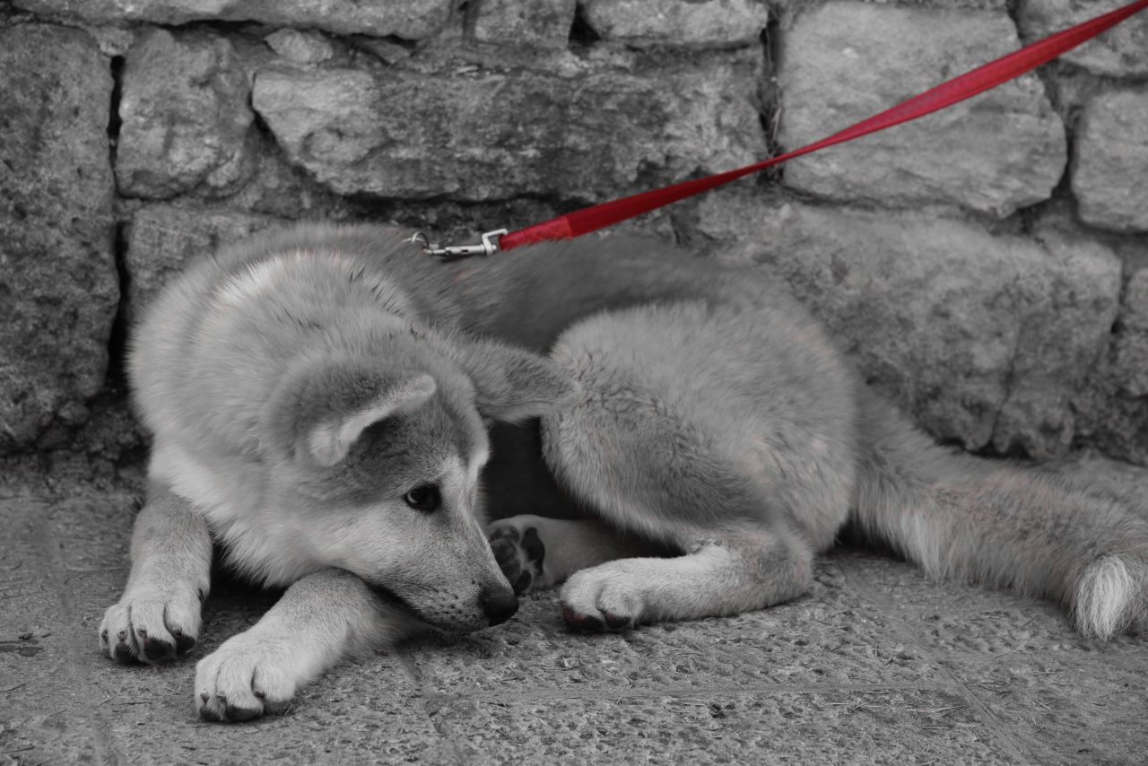 Italian puppy – Жизнь