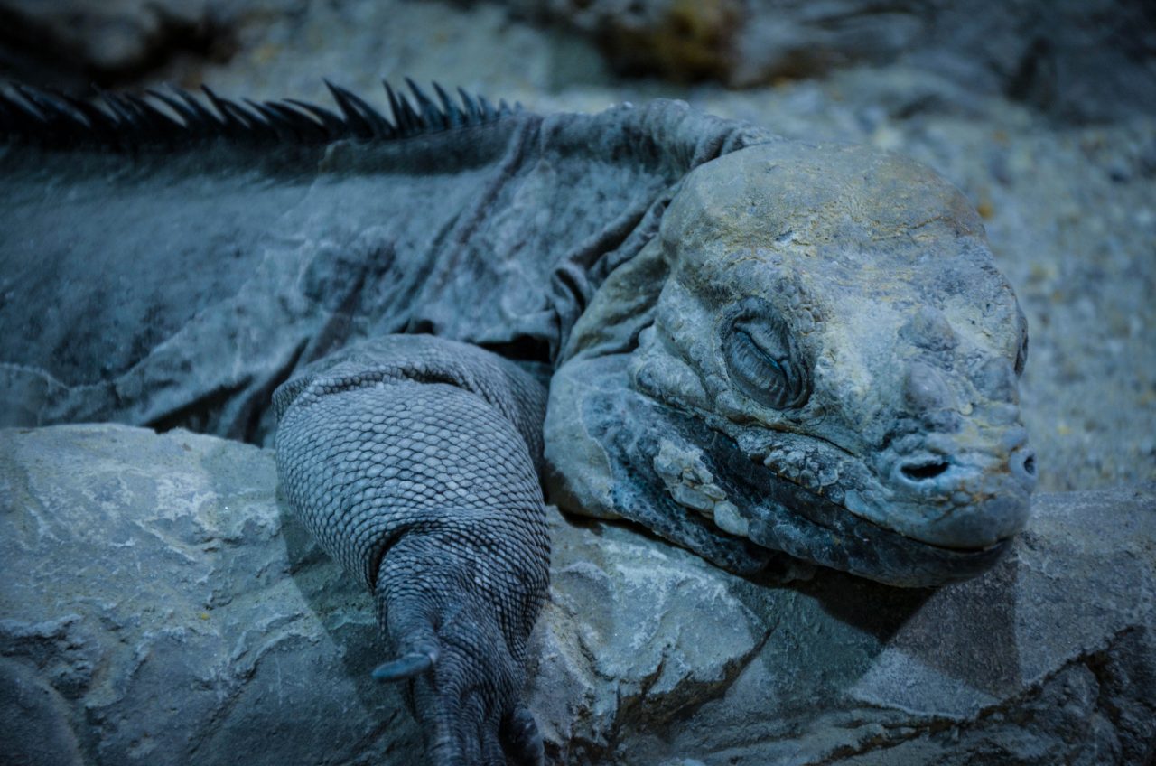 Rock leguaan – Жизнь