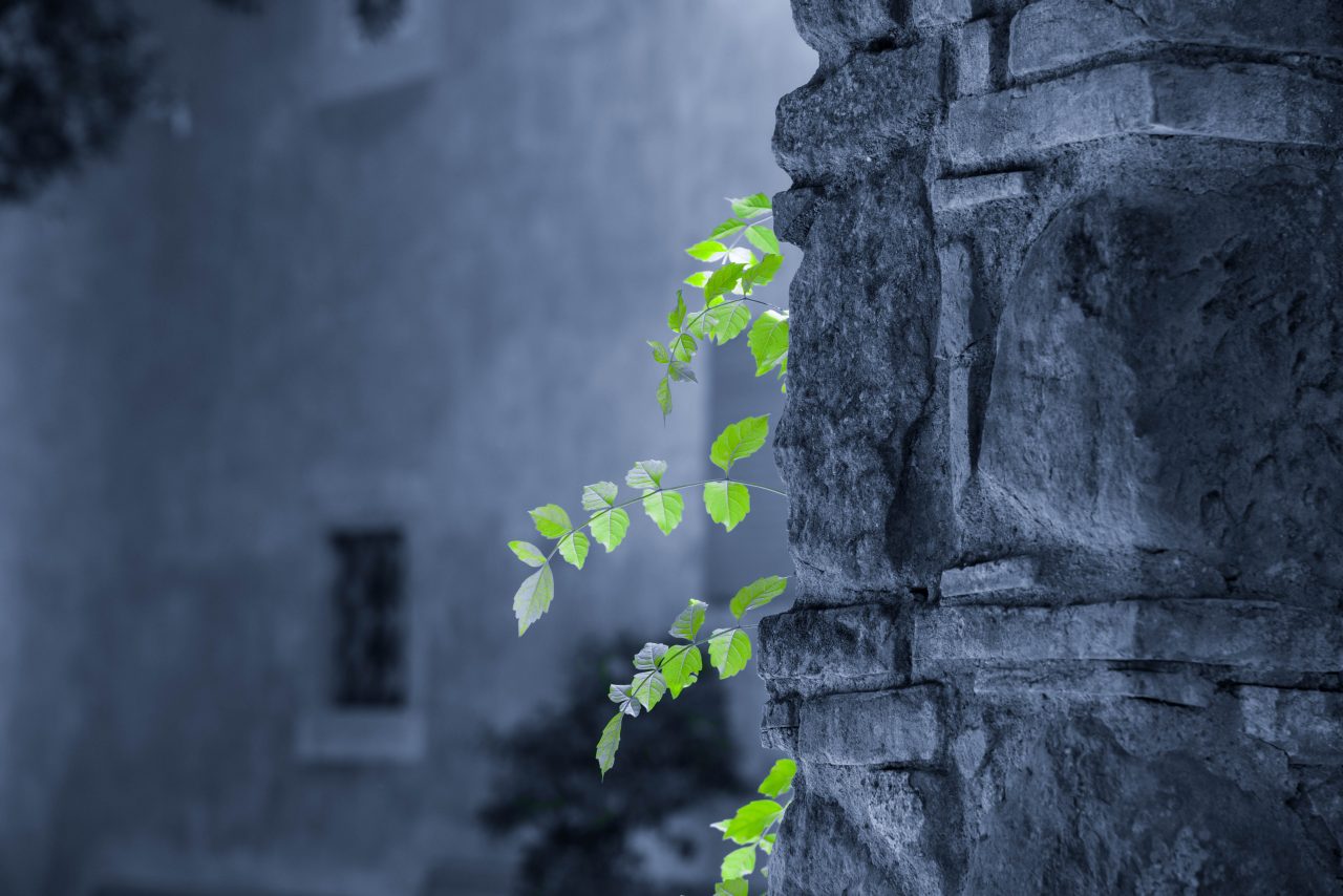 Wall-flower – Natur