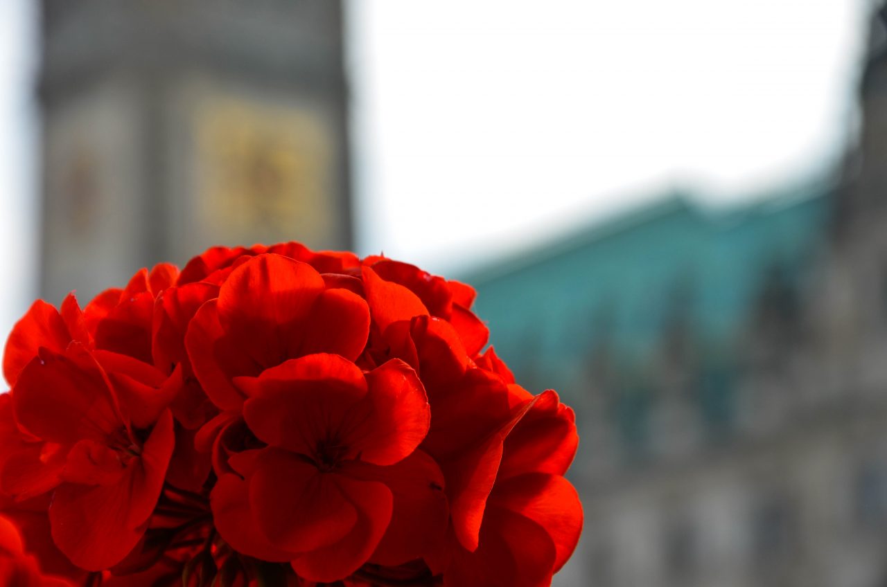 Red townhall – Schnappschüsse