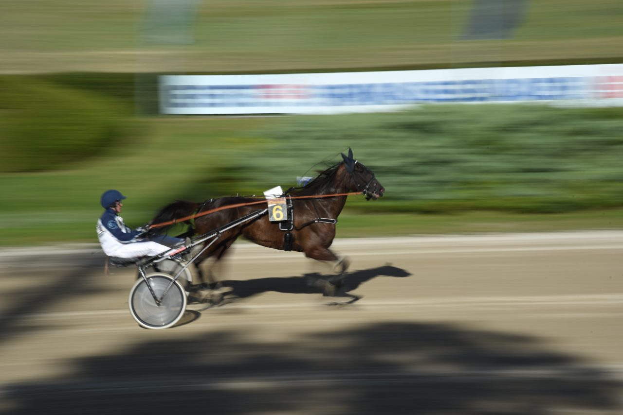 Race horse – Жизнь