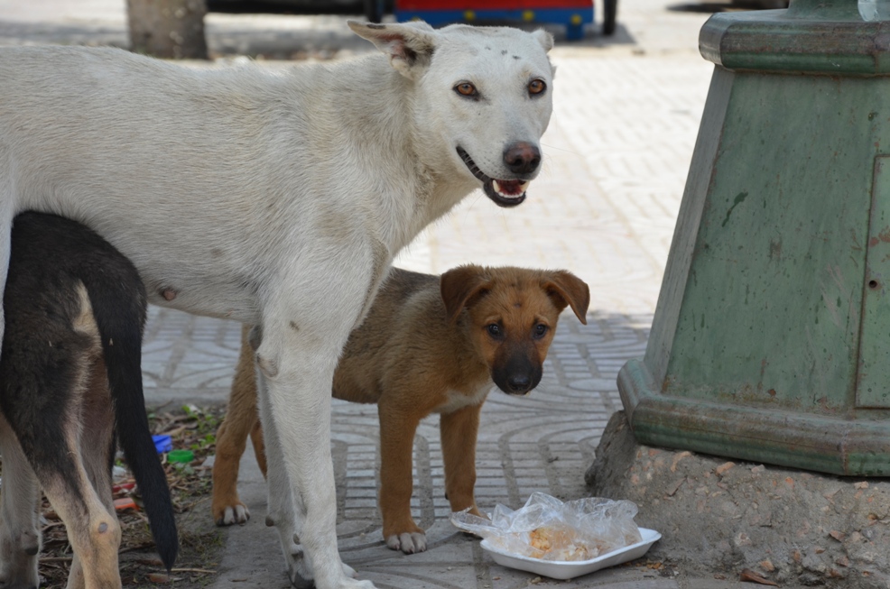 Hungry dogs – Жизнь
