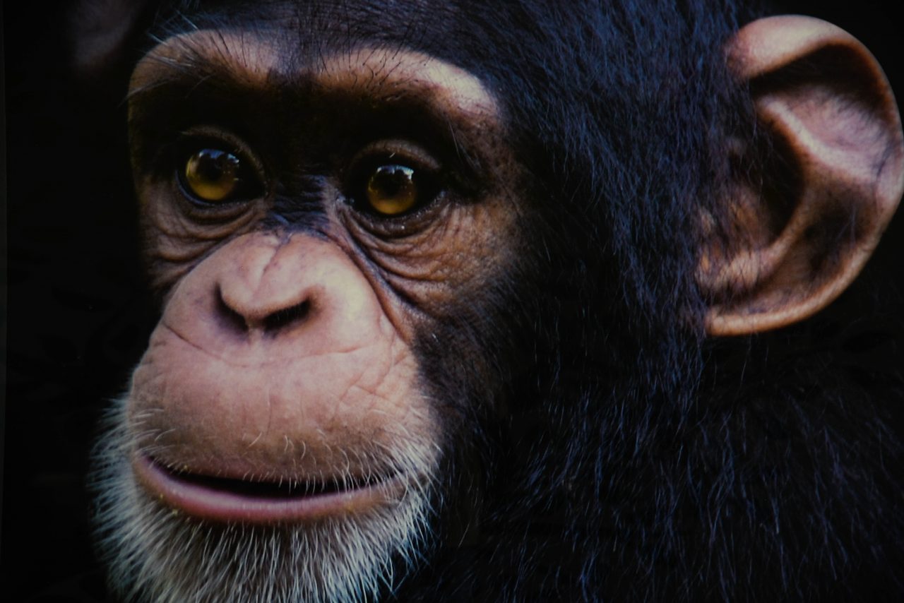 Chimp – Жизнь