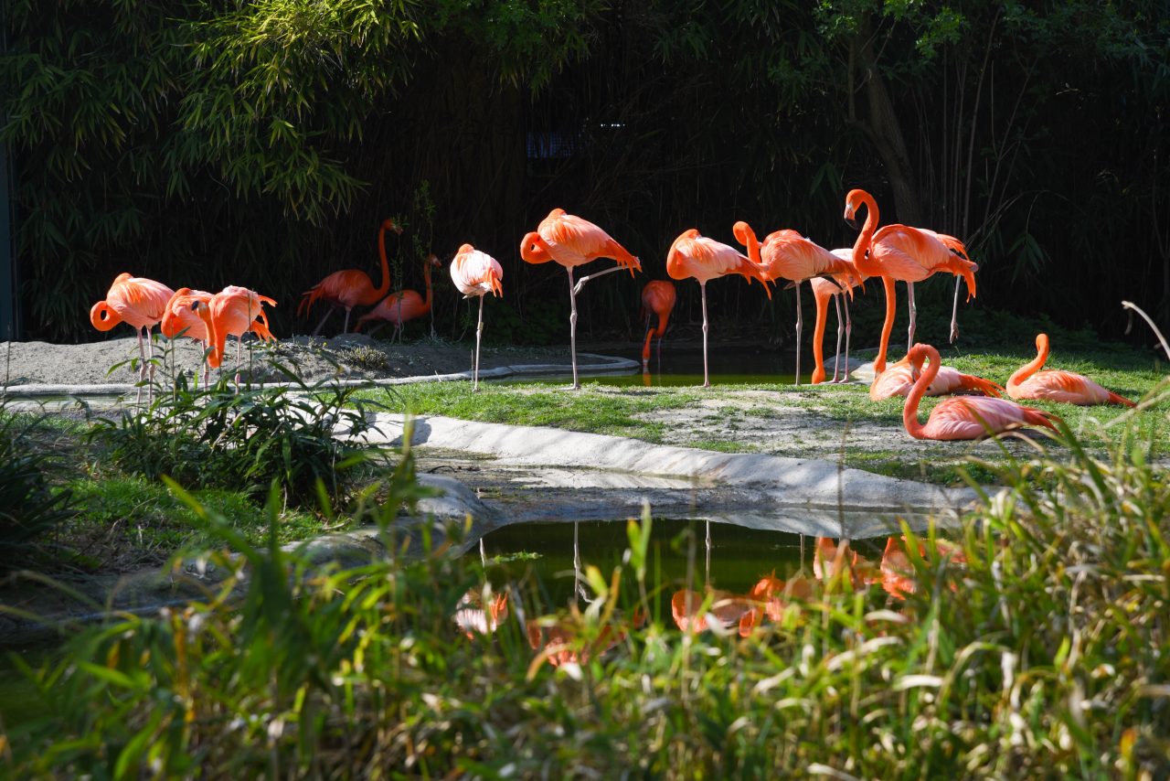 Red flamingos – Жизнь