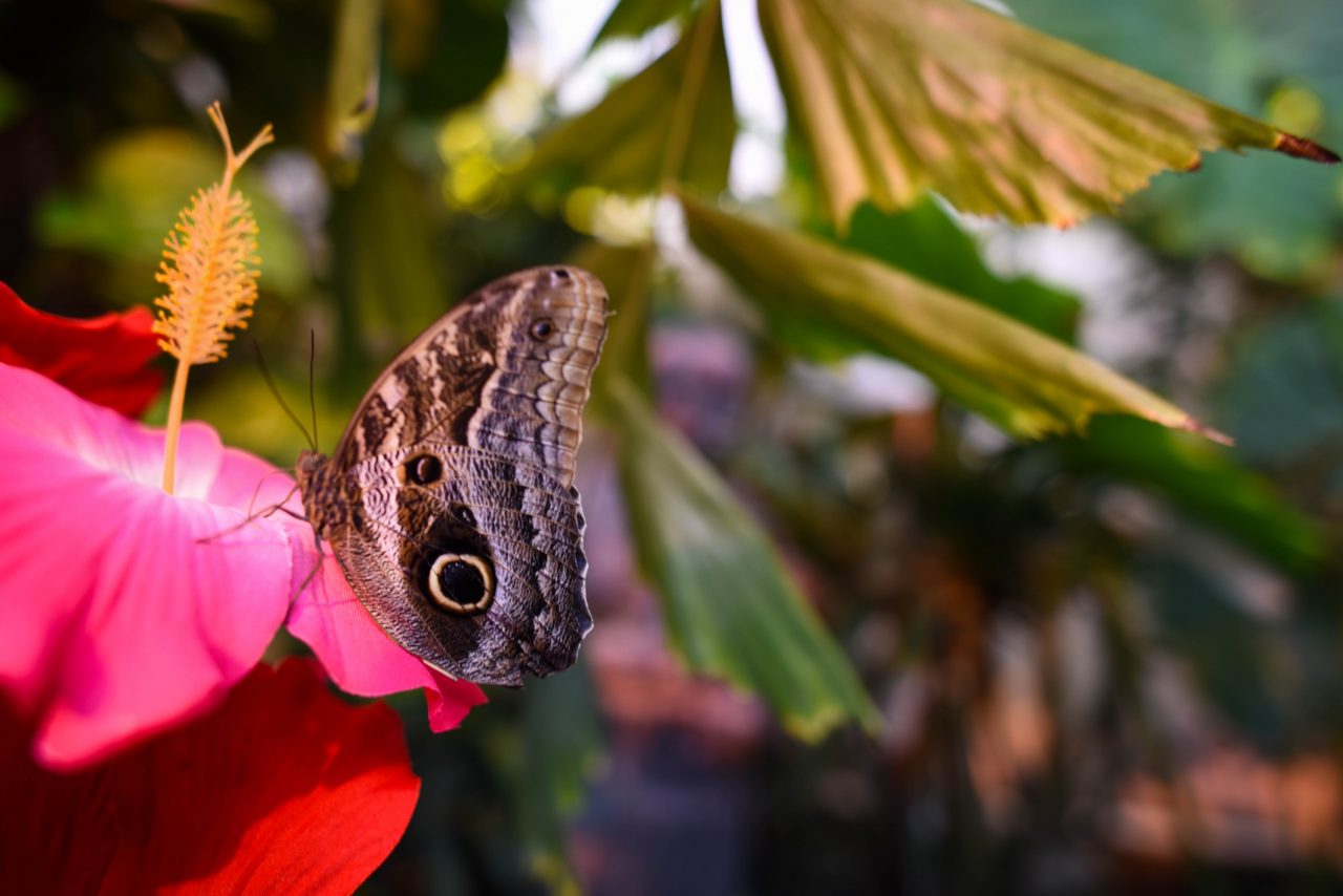 Butterfly I – Жизнь