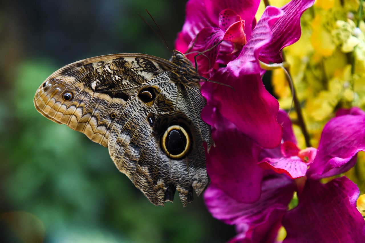 Butterfly II – Жизнь