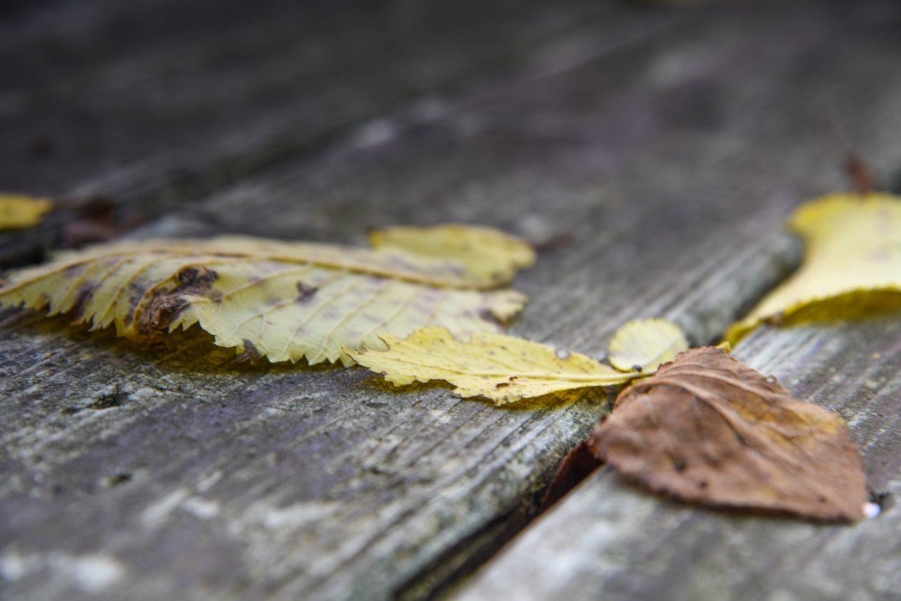 Autumn – Schnappschüsse